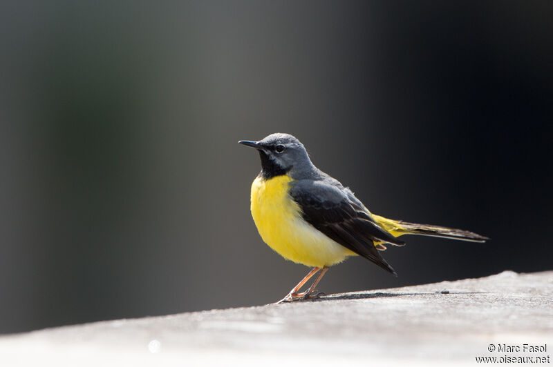 Bergeronnette des ruisseaux mâle adulte, identification, chant