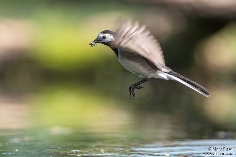 White Wagtailadult, Flight, feeding habits, fishing/hunting