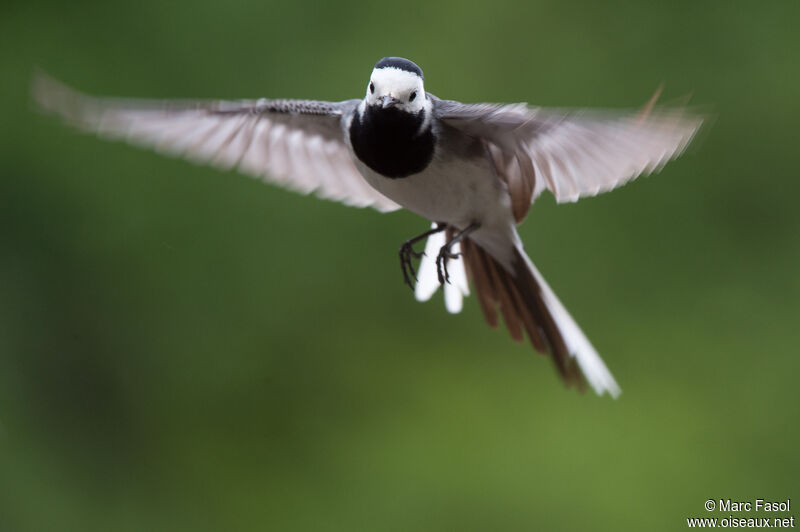 White Wagtailadult, Flight