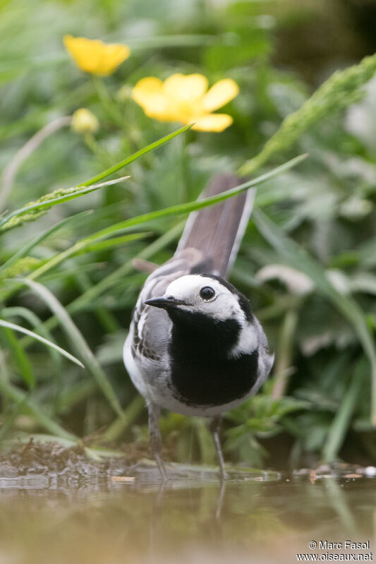 White Wagtailadult breeding, identification