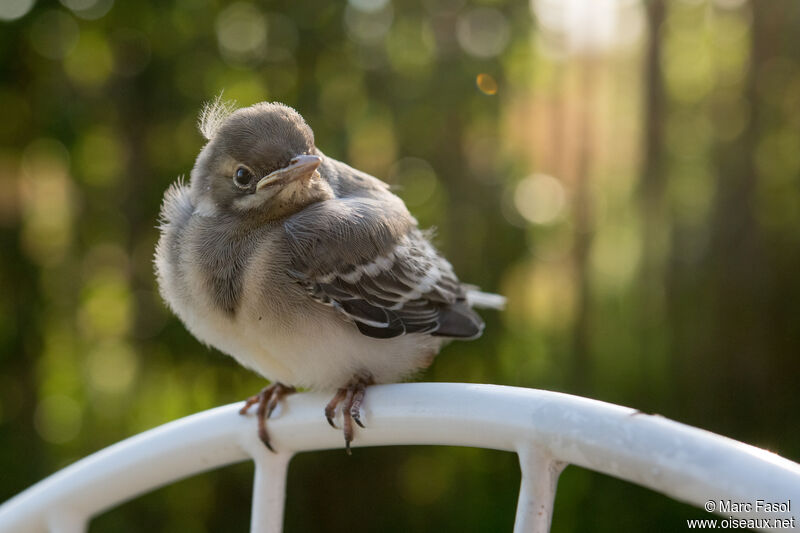 White WagtailPoussin, identification, Reproduction-nesting