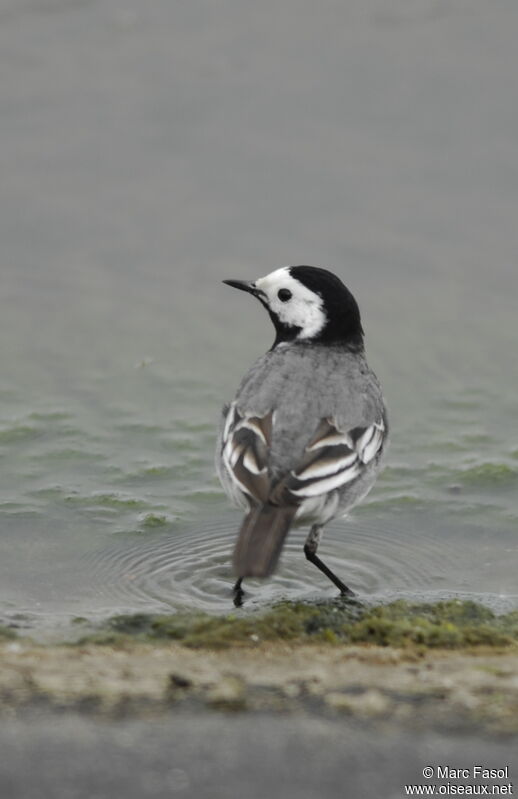 White Wagtail male adult breeding, identification