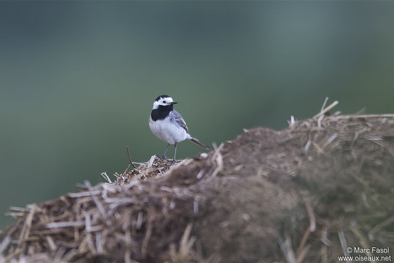 White Wagtailadult, identification