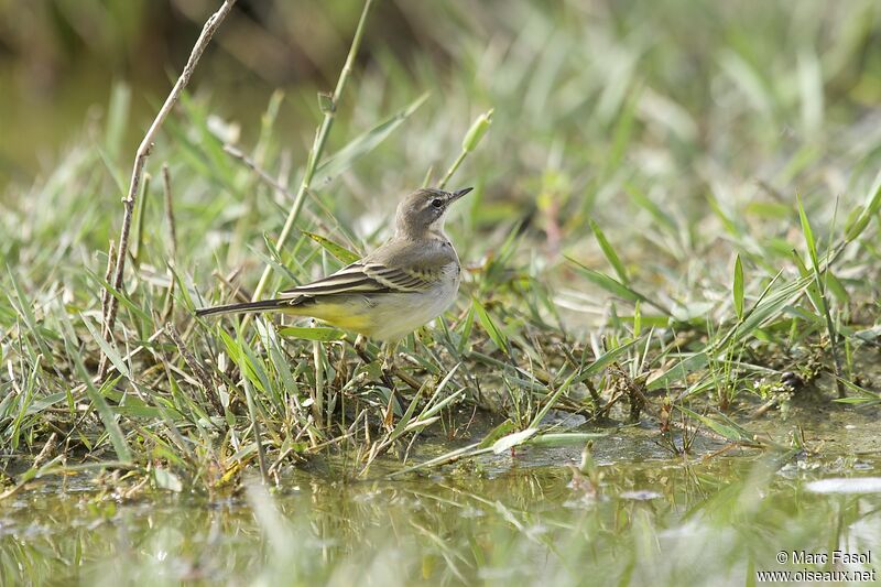 Western Yellow Wagtail