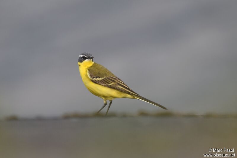 Western Yellow Wagtail male adult breeding, identification