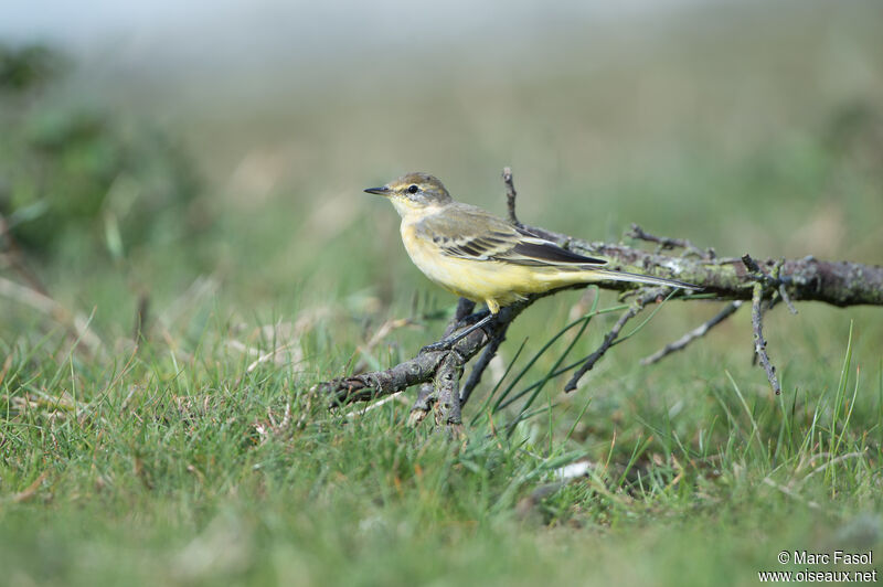 Western Yellow Wagtail female adult post breeding, identification