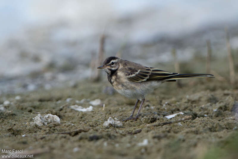 Western Yellow Wagtailjuvenile, identification