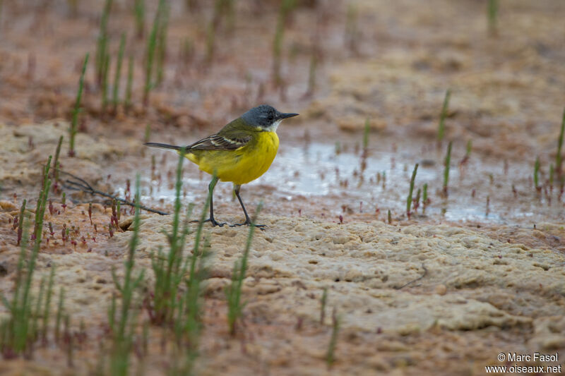 Western Yellow Wagtail male adult, identification, walking