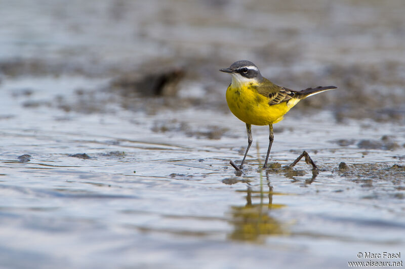 Western Yellow Wagtail male adult, identification, walking