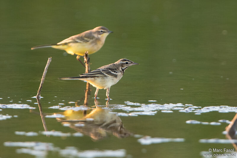 Western Yellow Wagtail