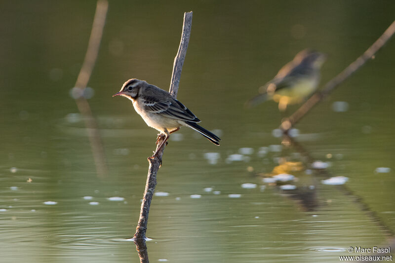 Western Yellow Wagtailjuvenile, identification