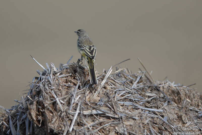 Western Yellow Wagtailadult post breeding, identification