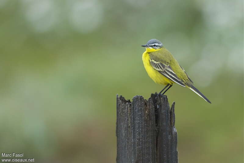 Western Yellow Wagtail male adult breeding, identification