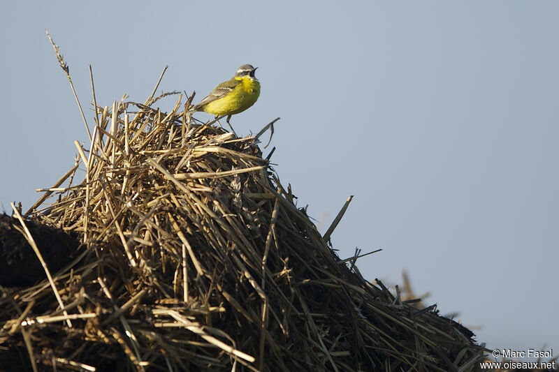 Western Yellow Wagtail male adult breeding, identification, song