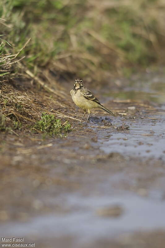 Western Yellow Wagtailjuvenile, close-up portrait, feeding habits