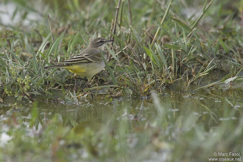 Western Yellow Wagtailadult post breeding, identification, Behaviour