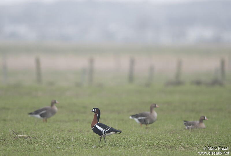 Red-breasted Gooseadult, identification