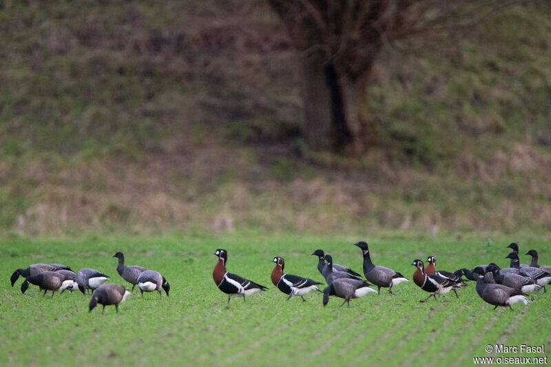 Red-breasted Goose, walking, feeding habits