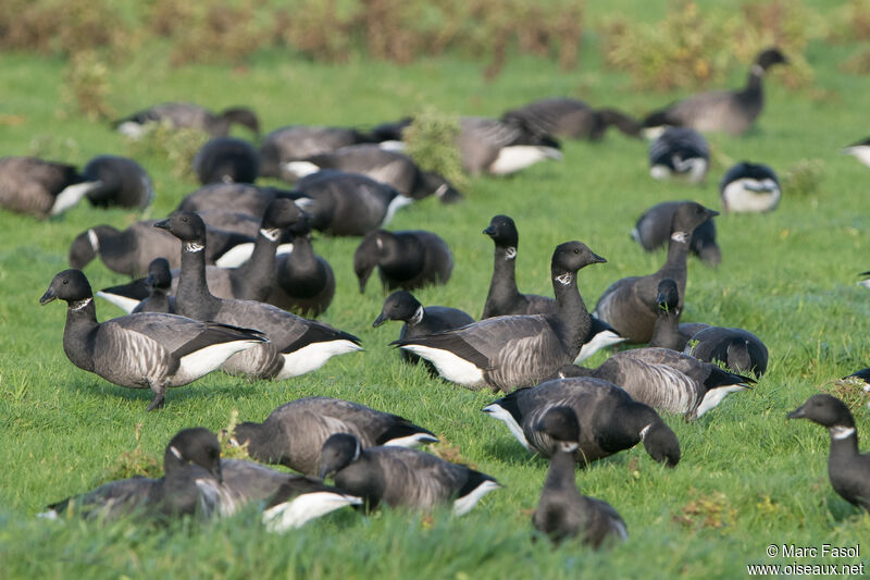 Brant Goose, feeding habits, eats