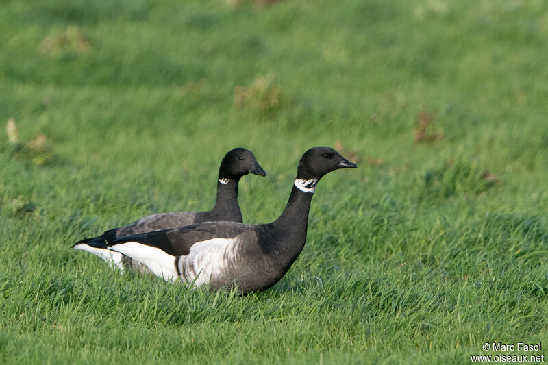 Brant Goose