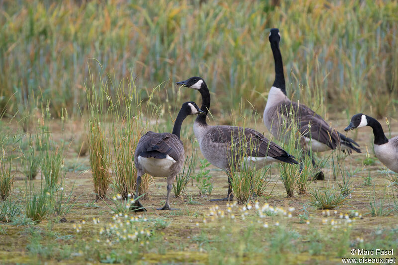 Canada Goose, eats