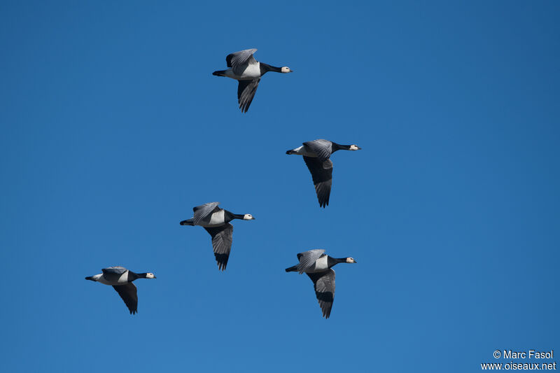 Barnacle Gooseadult, Flight