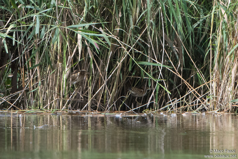 Blongios nain, habitat, camouflage, marche