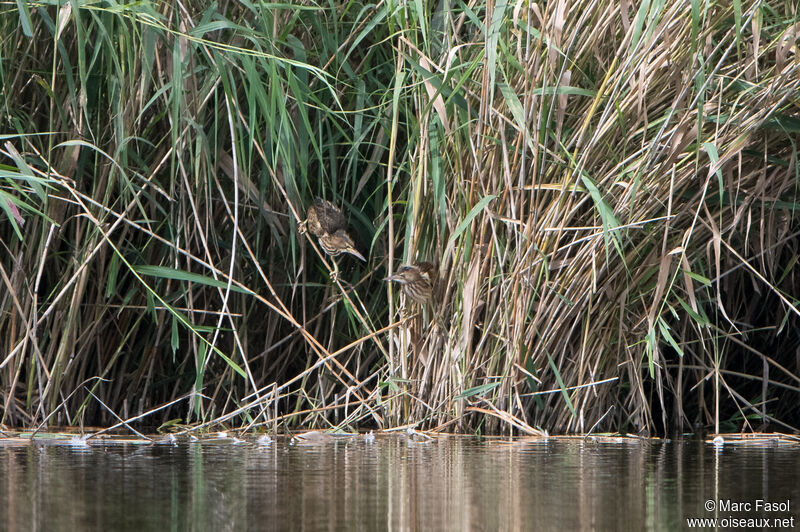 Blongios nain, habitat, camouflage, marche