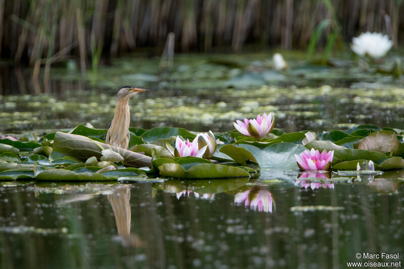 Little Bittern male adult breeding