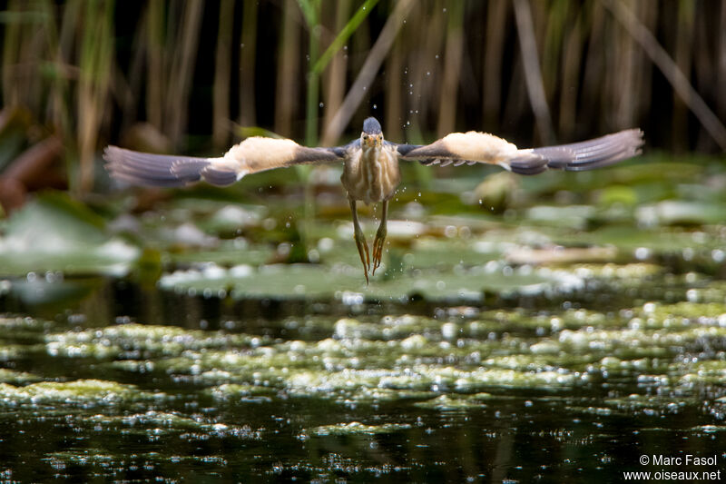 Little Bittern male adult, Flight