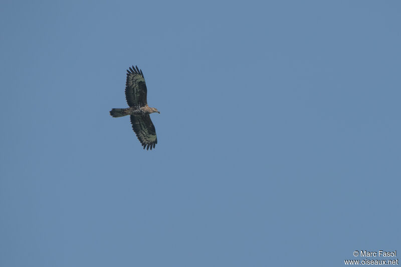 European Honey Buzzardadult, Flight, feeding habits