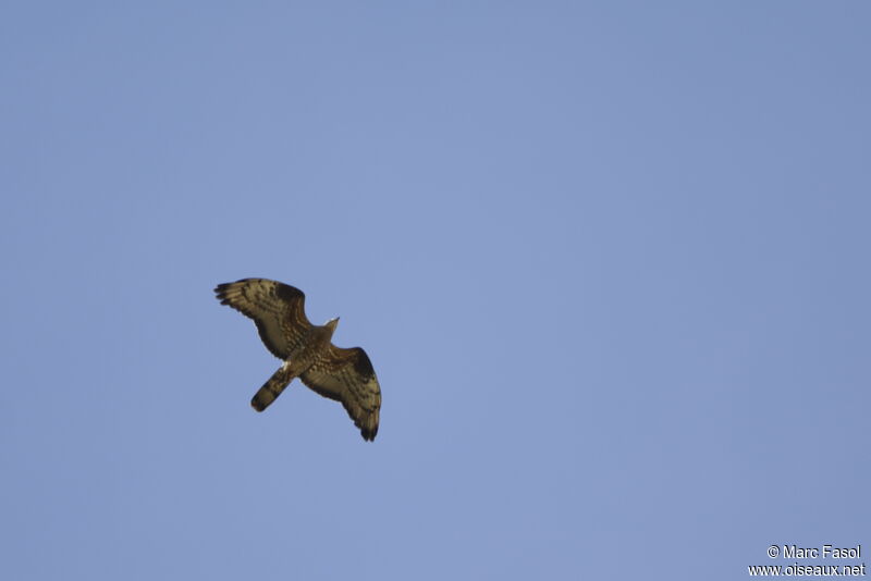 European Honey Buzzardadult breeding, Flight