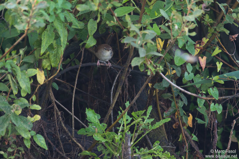 Bouscarle de Cetti, identification