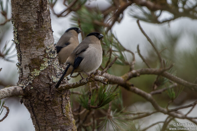 Azores Bullfinchadult, song