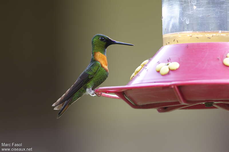 Gould's Jewelfront male adult, identification, feeding habits