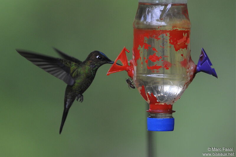 Violet-fronted Brilliant male adult breeding, Flight