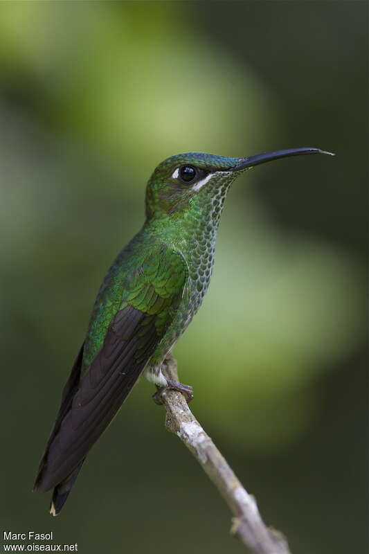 Violet-fronted Brilliant female adult, identification