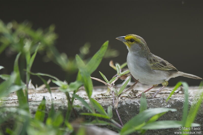 Bruant à front d'oradulte, identification