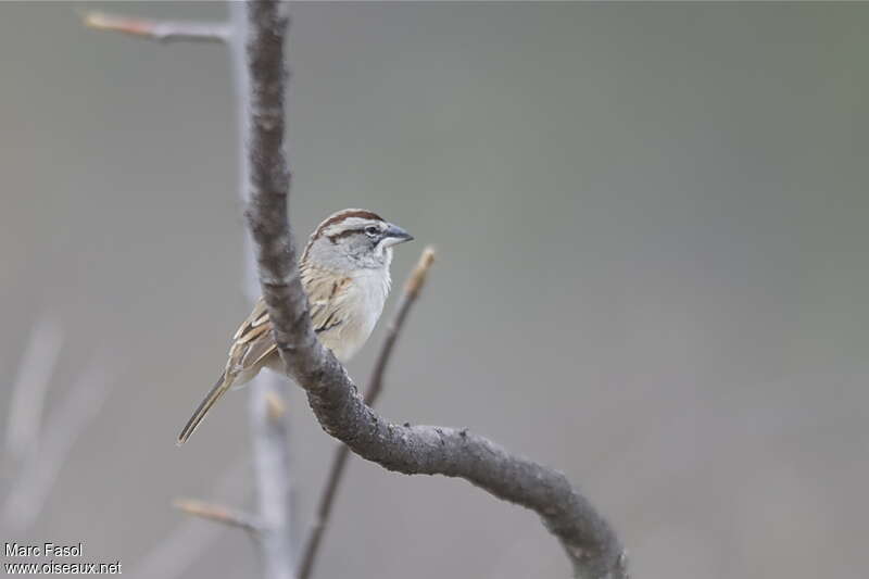 Tumbes Sparrowadult, identification