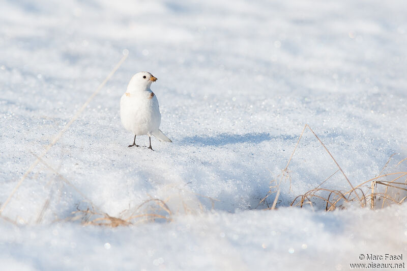 Bruant des neiges mâle adulte, identification, camouflage