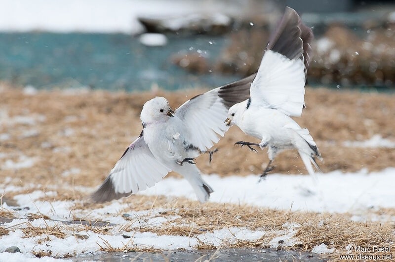 Bruant des neigesadulte, identification