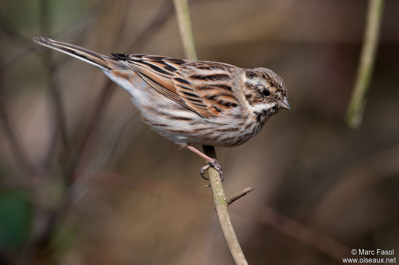 Common Reed Bunting male adult post breeding