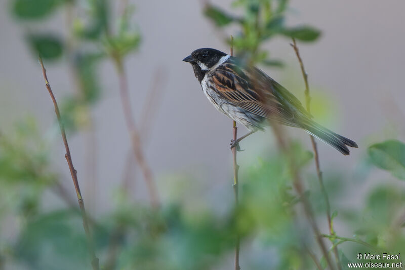 Common Reed Bunting male adult breeding, identification