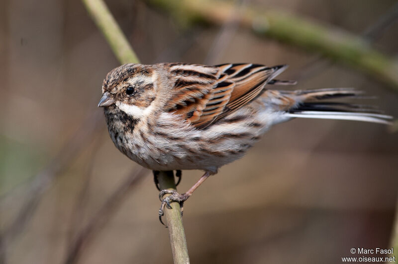 Common Reed Bunting