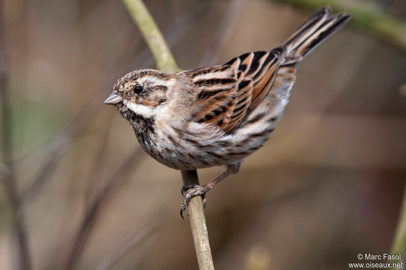 Common Reed Bunting male adult post breeding