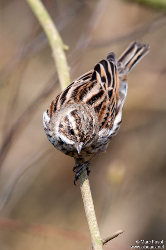 Bruant des roseaux mâle adulte internuptial