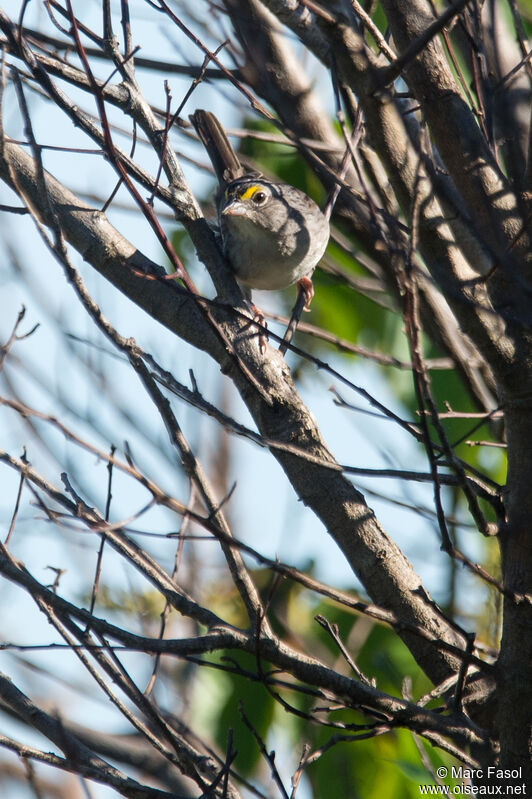 Bruant des savanesadulte, identification