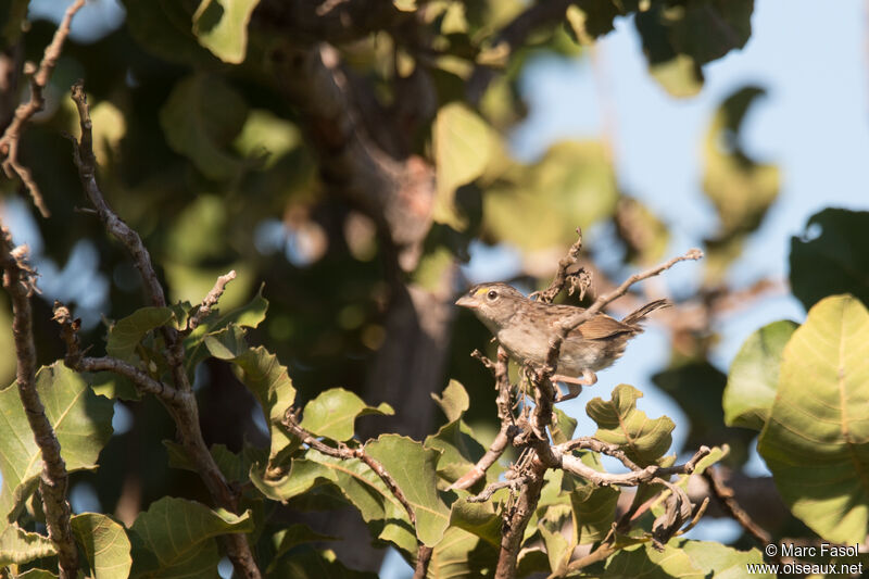 Bruant des savanesimmature, identification