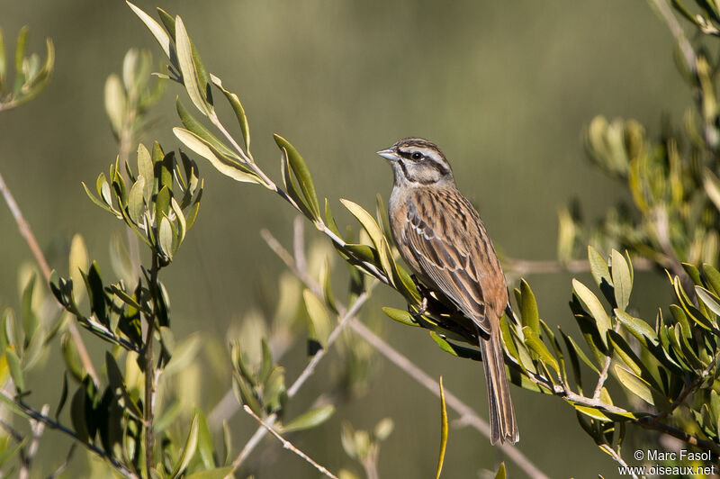 Bruant fou mâle adulte, identification