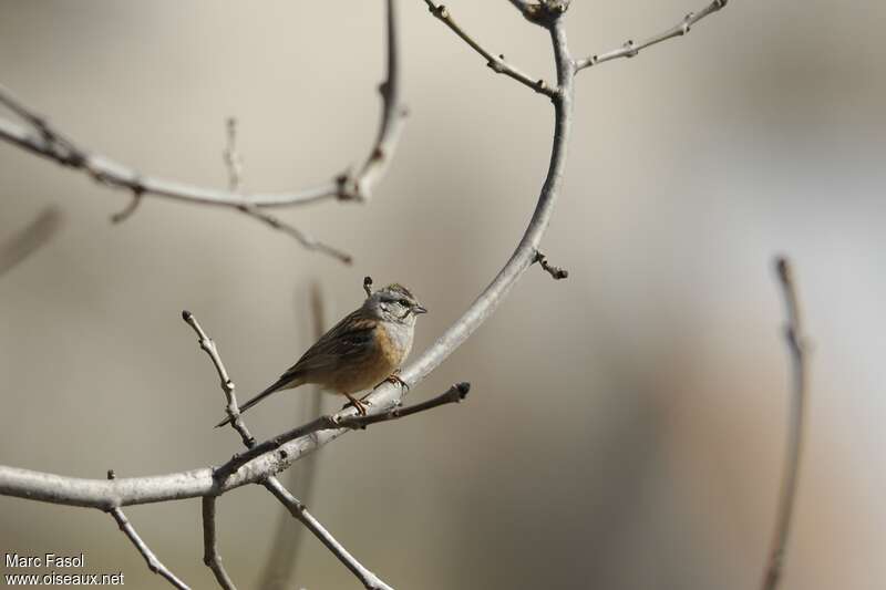 Rock Bunting female adult, identification